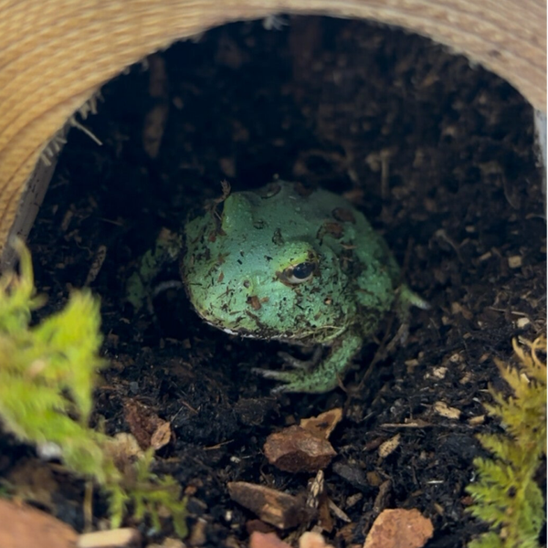 Strawberry Pac Man Frog