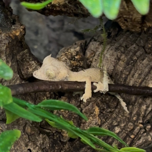 Spearpoint Leaf-Tailed Gecko
