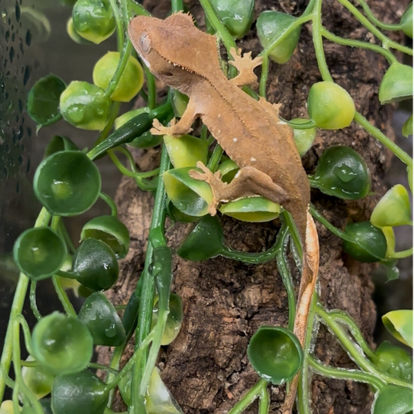 Fancy Crested Gecko