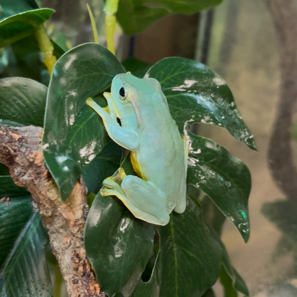 Fea’s Giant Tree Frog