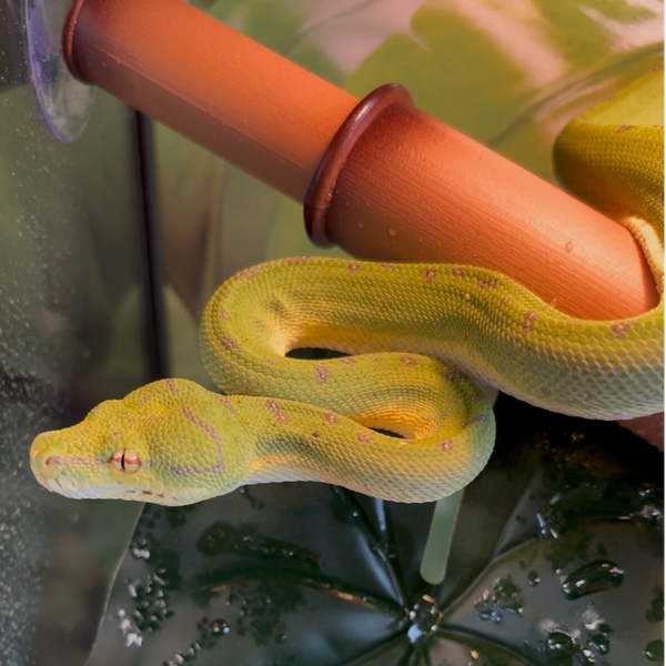 Aru Sorong Green Tree Python B.D.