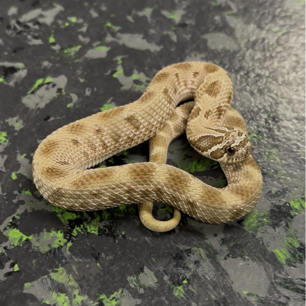 Anaconda Western Hognose