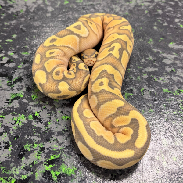 OD Butter Ghost Ball Python