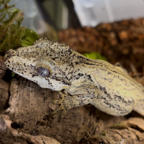 Yellow Case Stripe Gargoyle Gecko