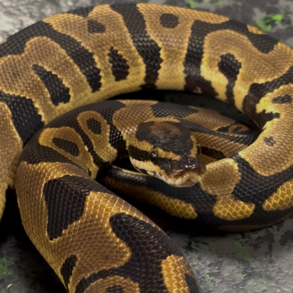 Leopard Ball Python