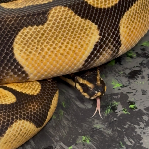 Super OD Pos. YB Pos. Asphalt (Ball Python)