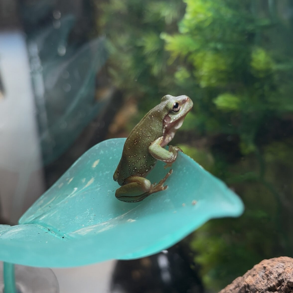 Blue Eyed White’s Tree Frogs