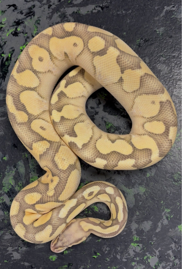 Pastel Butter Ghost Ball Python