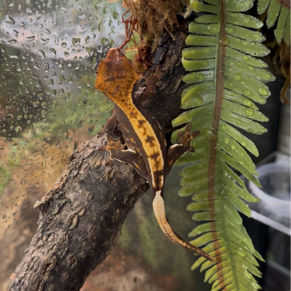 Pin Striped Crested Gecko