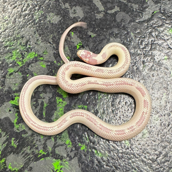 Albino Kingsnake