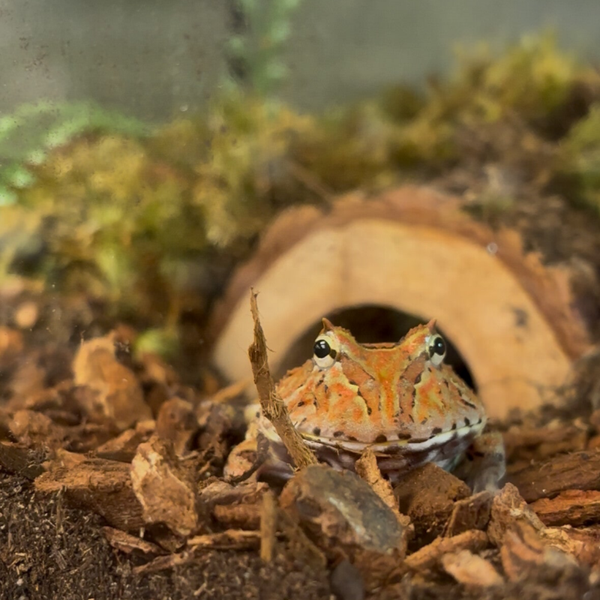 Fantasy Flame Pac Man Frog