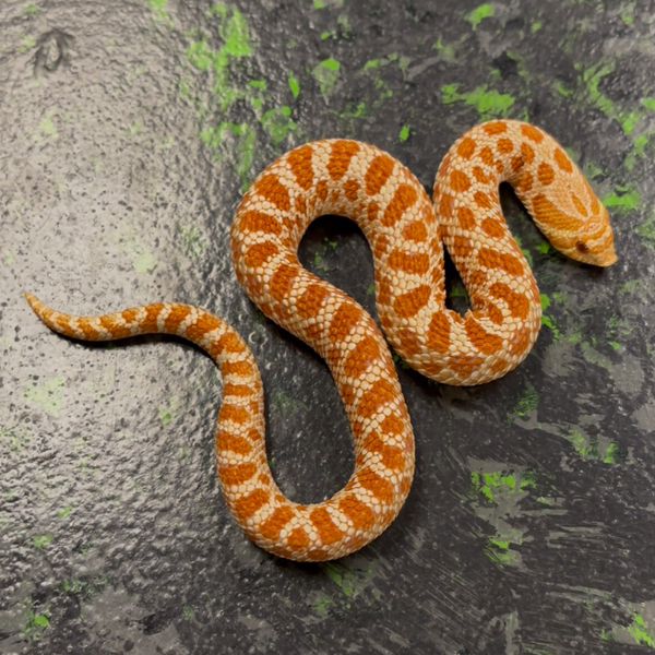Extreme Red Western Hognose