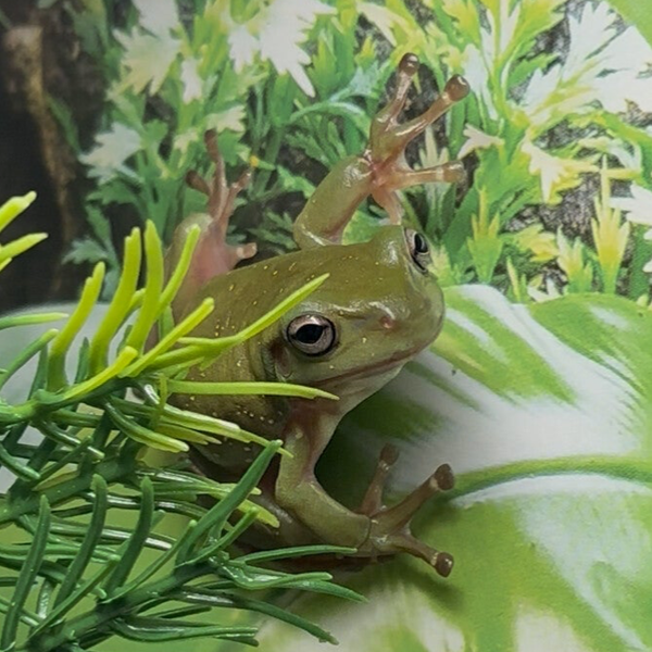 White’s Tree Frogs