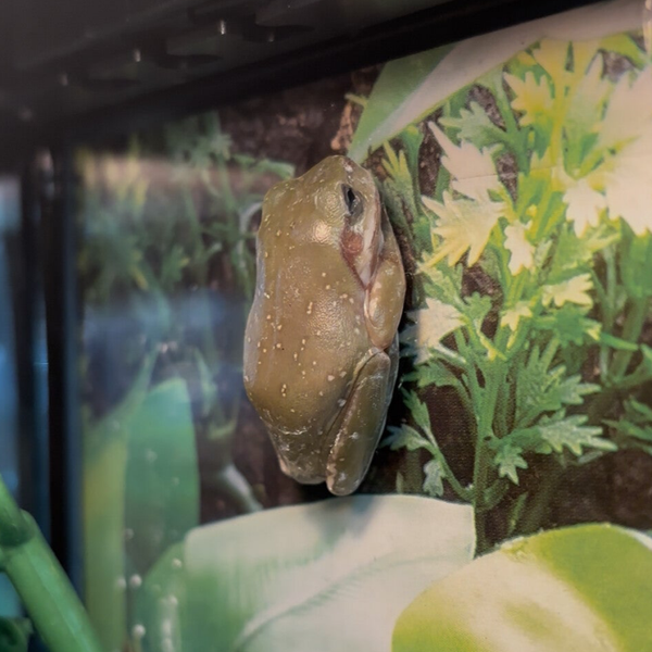 Blue Eyed White’s Tree Frogs (Must Buy Pair)