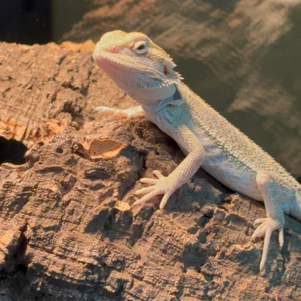 “Haze” Hypo Mercury Pos. 50% Het Trans. Zero Witblit Bearded Dragon