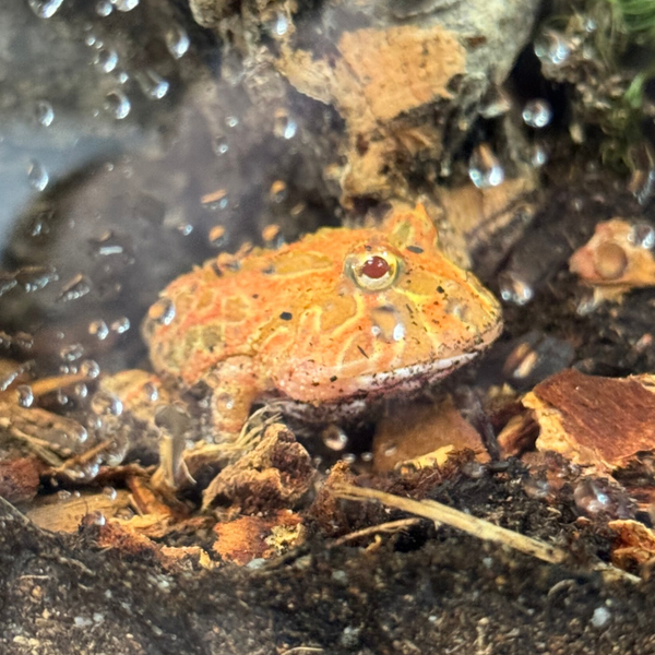 Coral Blaze Pac Man Frog