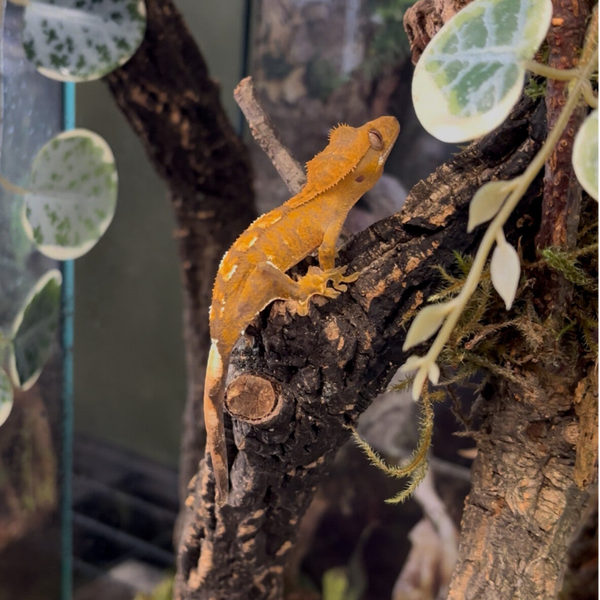 Normal Crested Gecko
