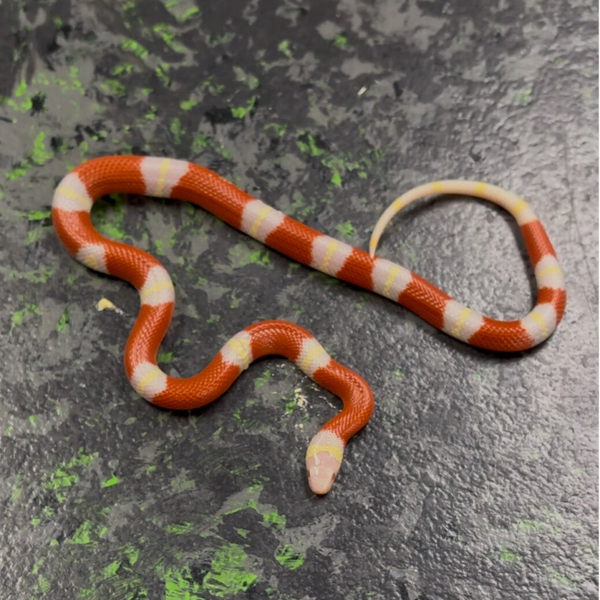 Sinaloan Albino Milksnake