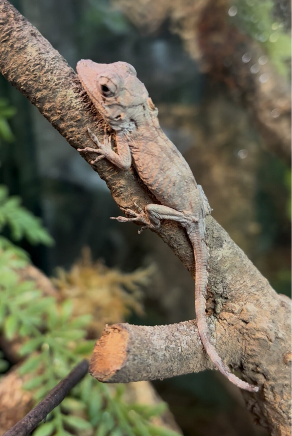 Cuban False Chameleon