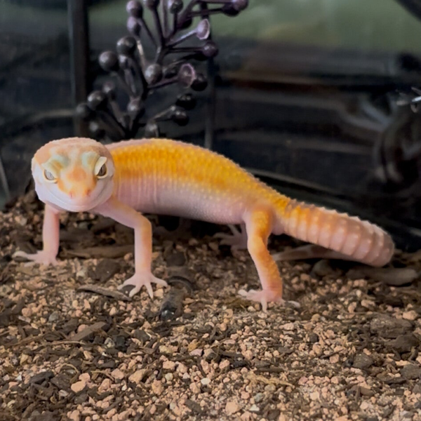 Tremper Reverse Stripe Pos. Het Eclipse Leopard Gecko