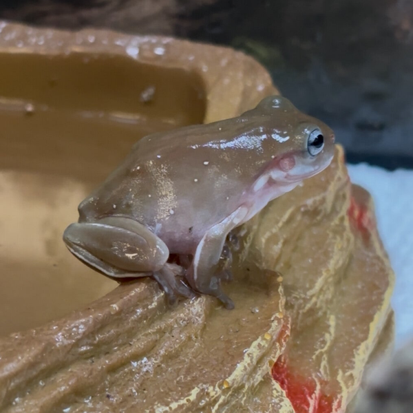 White’s Blue Eyed Tree Frogs