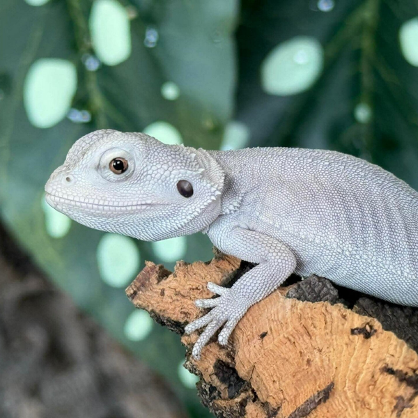 “Blue Moon” Hypo Leatherback Zero Het 100% Trans. 66% Witblit Bearded Dragon