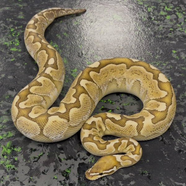 Bamboo “Boo” Ball Python