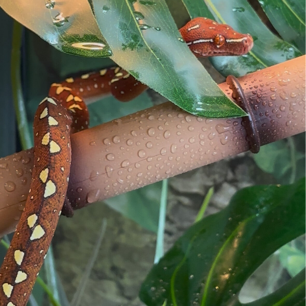 Biak Cyclops Green Tree Python