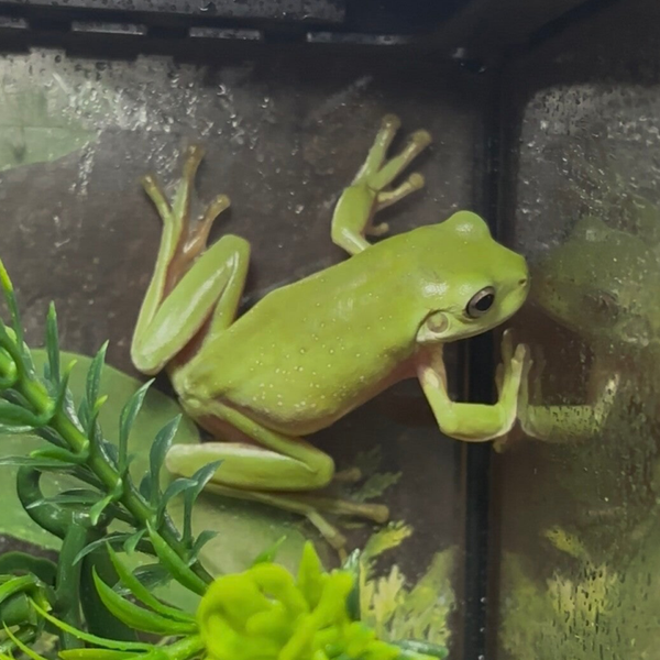 White’s Tree Frogs (Must Buy Pair)