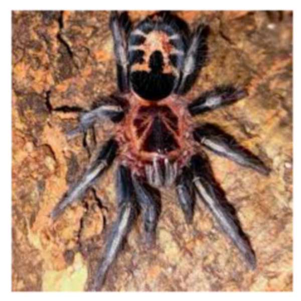 Venezuelan Dwarf Beauty (Tarantula)