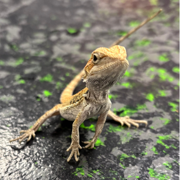 Striped Cross Bearded Dragon