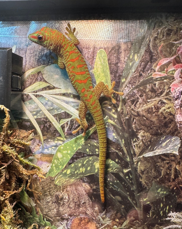 Giant Day Gecko