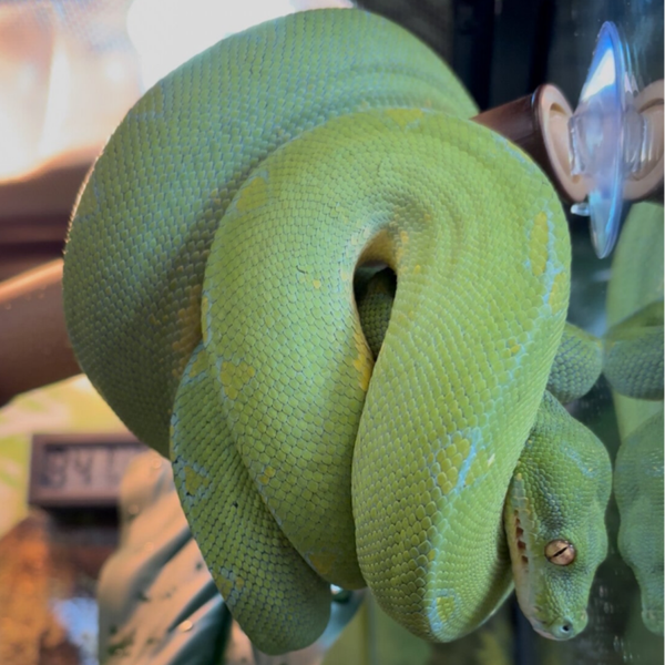Designer Mix Green Tree Python