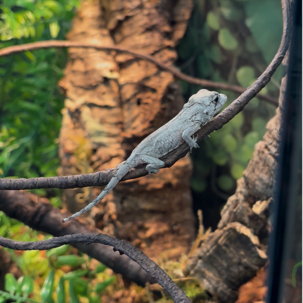 Cuban False Chameleon