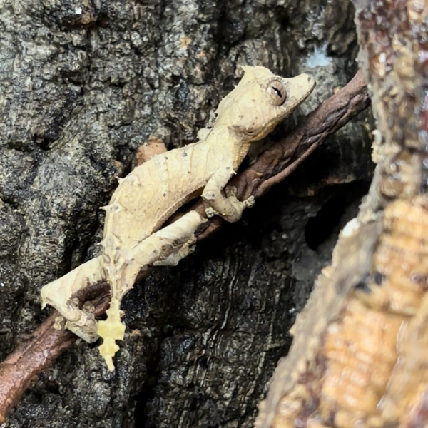 Spearpoint Leaf-Tailed Gecko