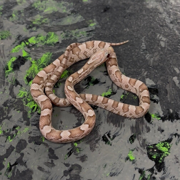 Phantom Corn Snake