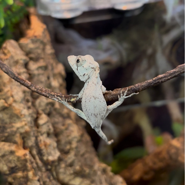 Cuban False Chameleon