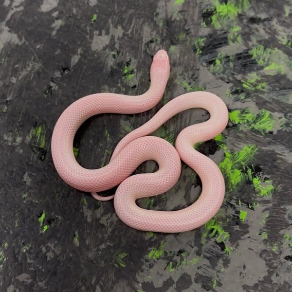 Mexican Black ALBINO Kingsnake