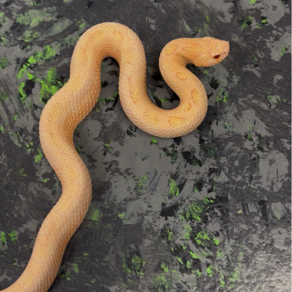 Arctic Conda Sunburst (Sable/Albino) Western Hognose