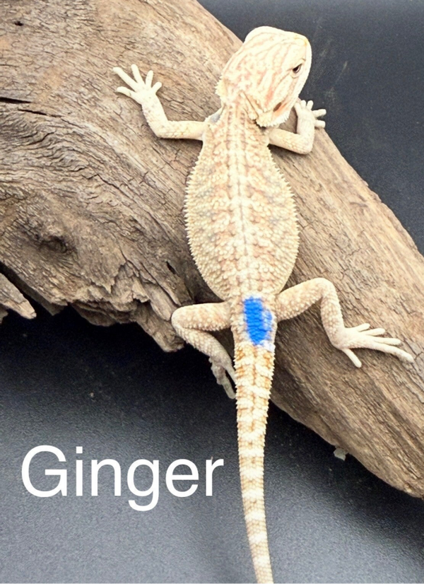 Hypo Orange Lesser Mercury Blue Bar Bearded Dragon “Ginger”