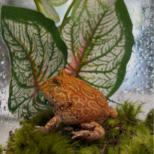 Strawberry Pac Man Frog