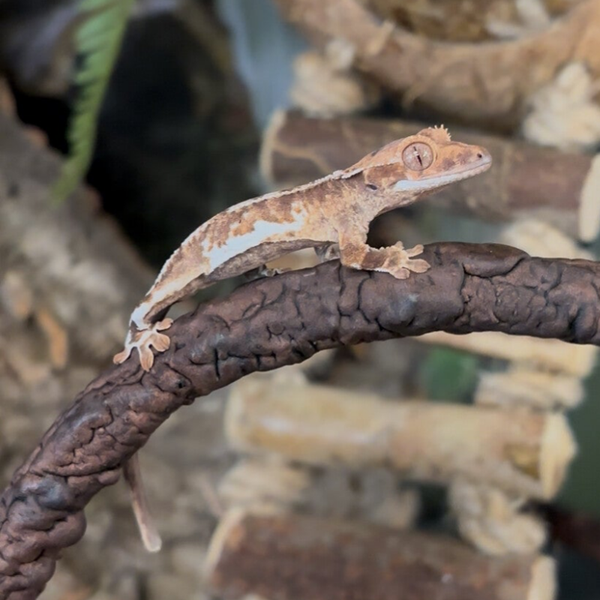 Lily White Crested Gecko