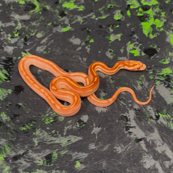 Tesserra Albino Red Factor Cornsnake