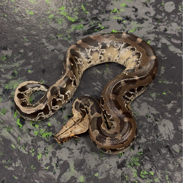 Chrome Blood Python