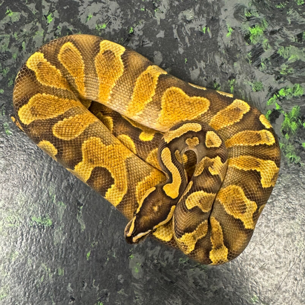 OD GHI Poss Het Ghost (Ball Python)