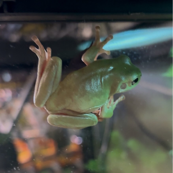 White’s Tree Frogs