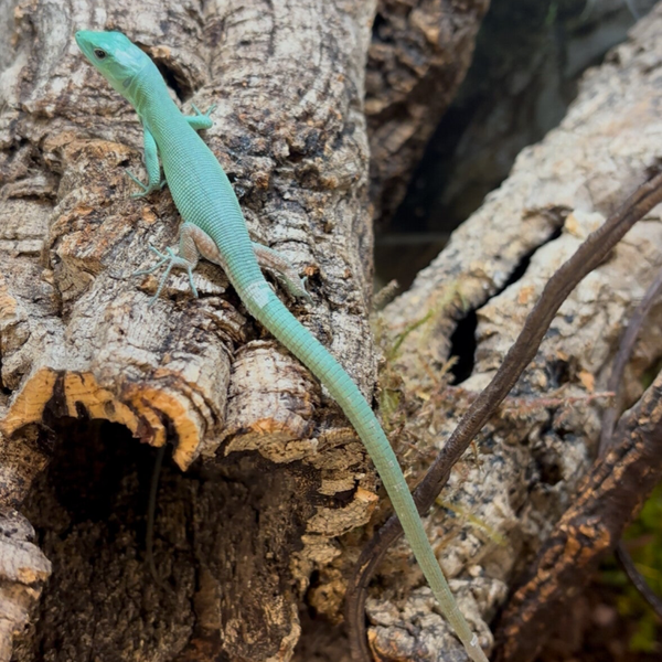 Green Keel-Bellied Lizard