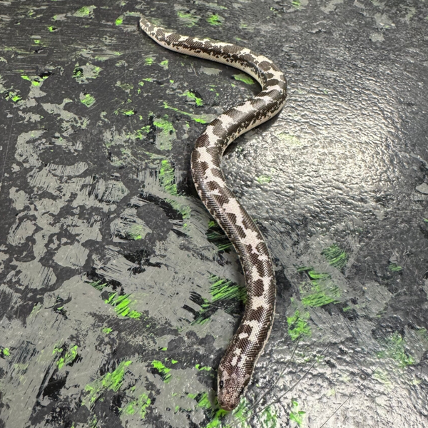 Anery (Kenyan Sandboa)