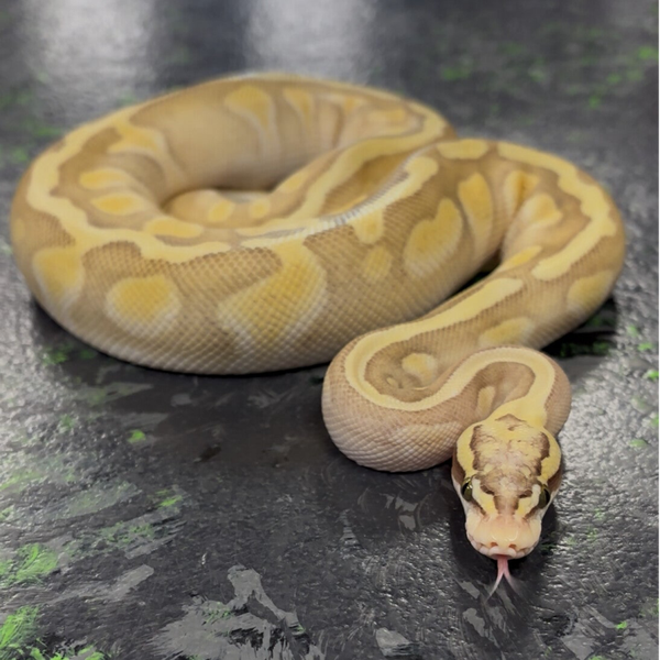 Pastel Butter Enchi Ghost Pos. YB Ball Python