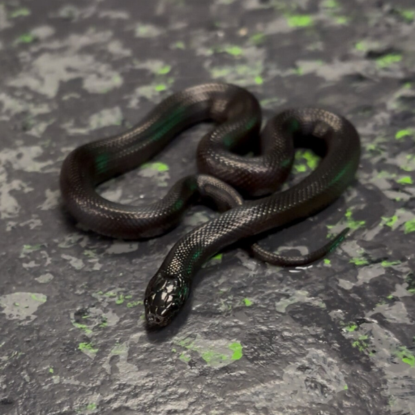 Mexican Black Kingsnake